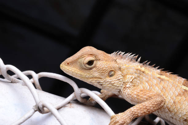 istock Common garden lizard, versicolor Calotes, Pune, Maharashtra, India 1187992094