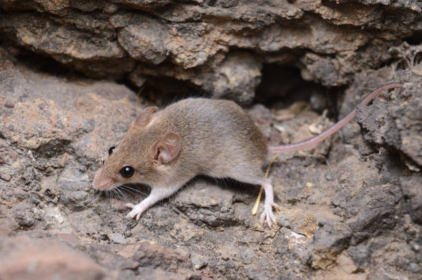 istock Mouse, Mus sp, Saswad, Pune, Maharashtra India 1187992108