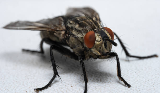 istock Macro photo of a fly as a background 1187992152