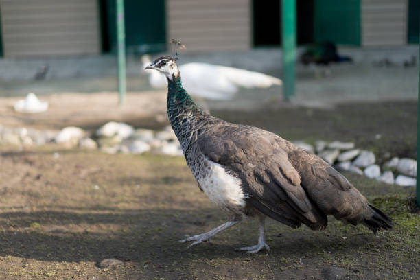 istock Colorful peacock looking for food. 1187992459