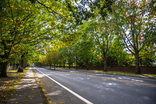 Picturesque autumn city landscape with trees with green and yellow leaves growing alley along the road with a dividing island and a decorative fence along the sidewalk