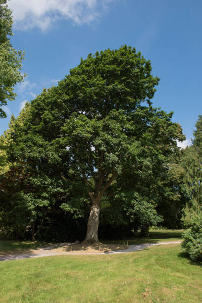 istock Hybrid Keble Oak Tree (Quercus canariensis x robur) in a Park with a Cloudy Blue Sky Background 1187994968
