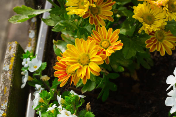 istock Chrysanthemum Flowers in Nature 1187995141