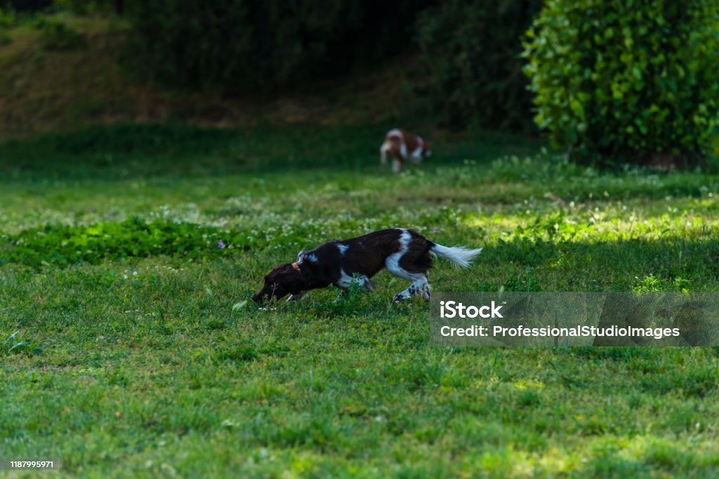 Schöne Kooikerhondje Hund spielt im öffentlichen Park - Lizenzfrei Aggression Stock-Foto