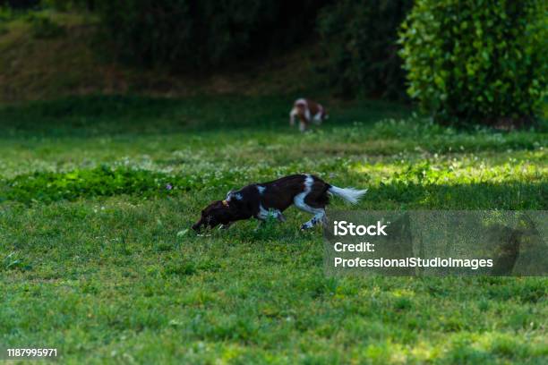 Schöne Kooikerhondje Hund Spielt Im Öffentlichen Park Stockfoto und mehr Bilder von Aggression