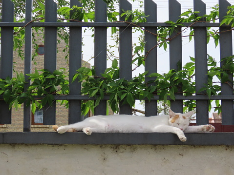 Cute White Cat is Lying on the Wall on the Fence Covered with Green Leaves and is Relaxing.