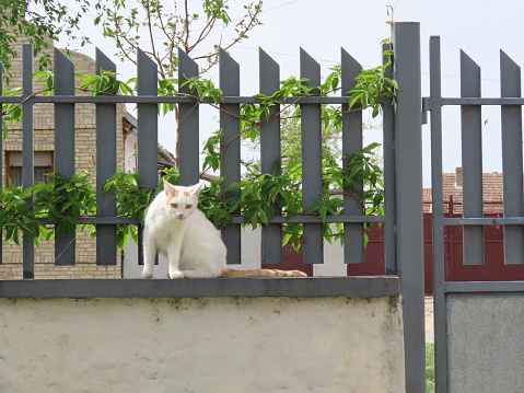 Cute White Cat is Lying on the Wall on the Fence Covered with Green Leaves and is Relaxing.