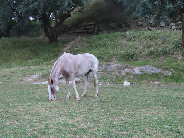 istock Horse in the Grassy Field 1187997589