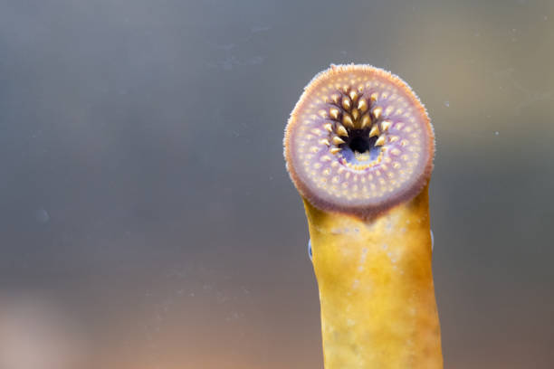 sea lamprey in einem tank - fish parasite stock-fotos und bilder