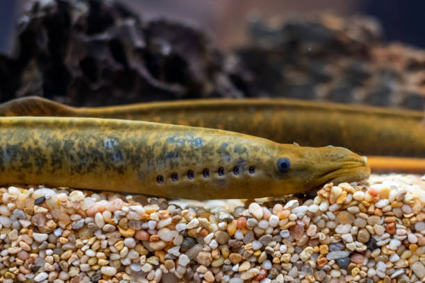 sea lamprey in einem tank - fish parasite stock-fotos und bilder