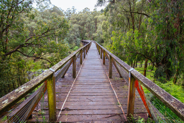 istock Noojee Trestle Rail Bridge in Victoria Australia 1187998642