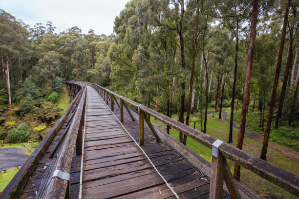 istock Noojee Trestle Rail Bridge in Victoria Australia 1187998644