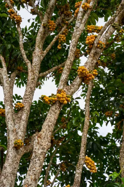 Photo of A fresh fruit Longkong and leaf on the Longkong tree in the harvest season. Longkong is a tropical fruit.