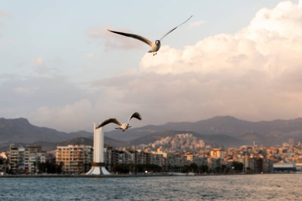 istock Flying two seagulls on a blue sky. 1187999671