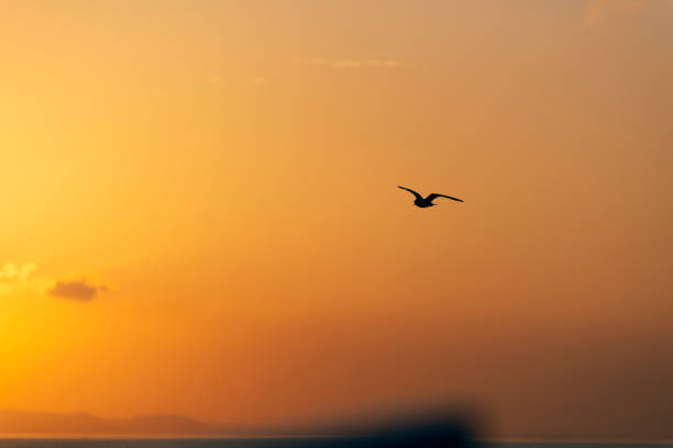 istock Sunset view with seagulls and sea. 1187999672