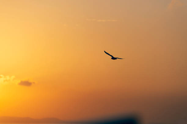 istock Sunset view with seagulls and sea. 1187999676