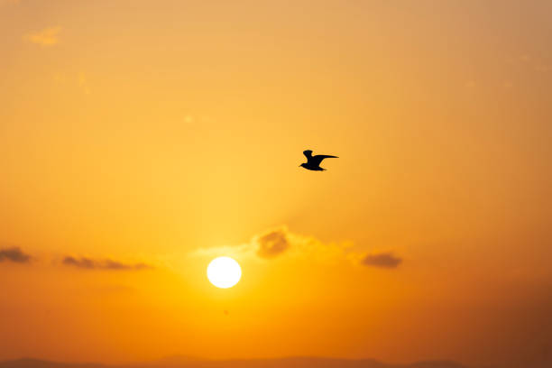 istock Sunset view with seagulls and sea. 1187999679