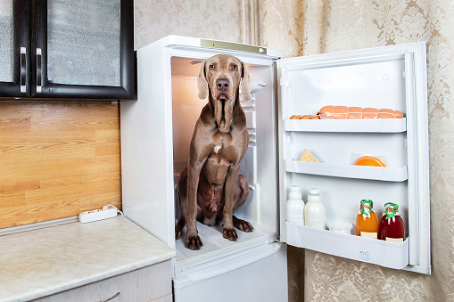 Upset Weimaraner male dog sitting in kitchen inside of refrigerator and looking at camera