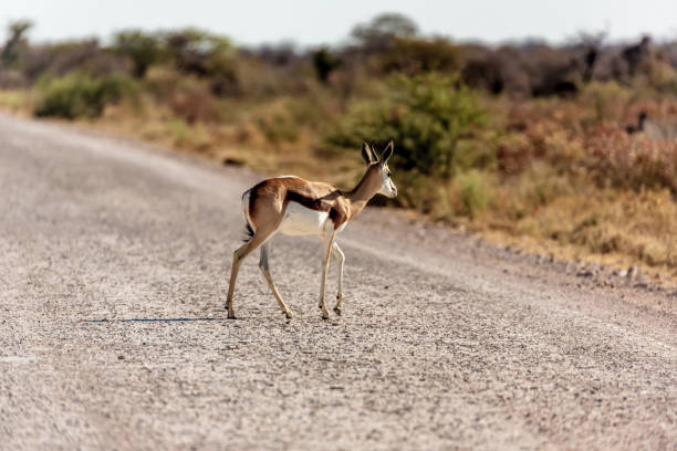 istock Antelope in Africa 1188000665