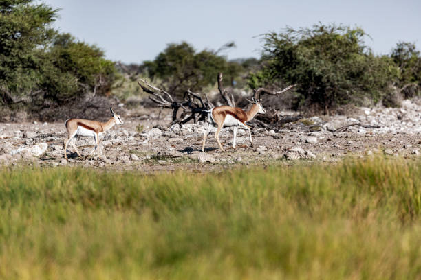 istock Antelope in Africa 1188000747