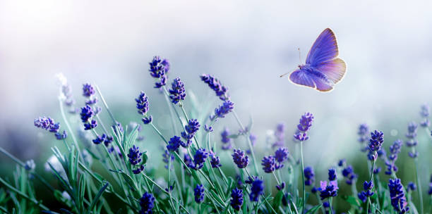 istock Blossoming Lavender and flying butterfly in nature. 1188001030
