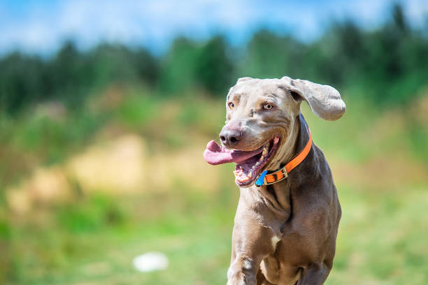 istock Cheerful Weimaraner running at camera at sunny meadow 1188001906