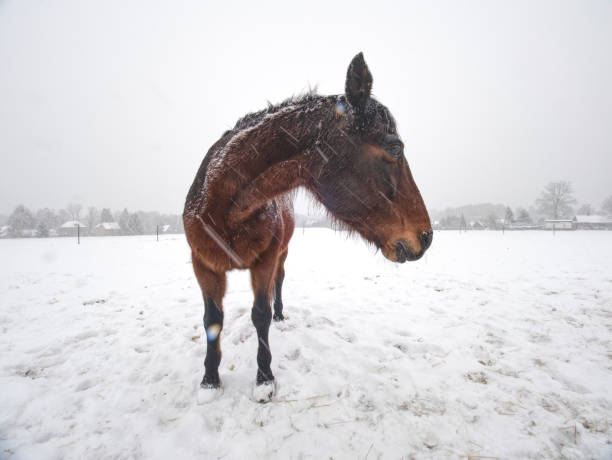 istock Horse standing on snow covered field while gentle snowing 1188001948