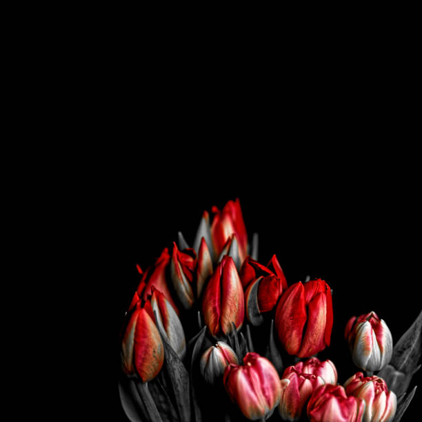 A composed “black and white with red high-light details” image of a bunch of Tulip flowers.