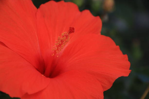 istock Hibiscus flower blossom 1188002955