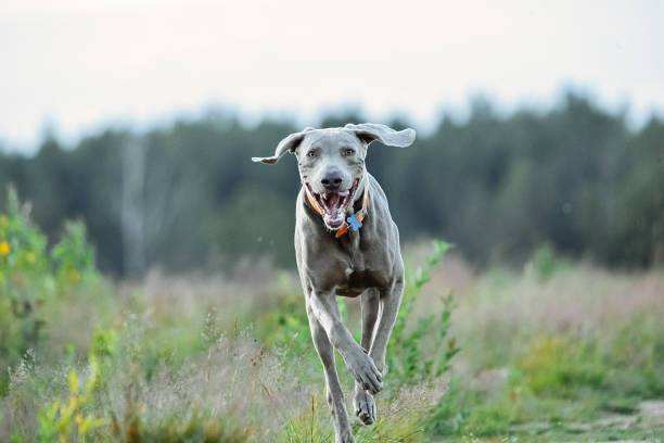 istock Cheerful Weimaraner running at camera at field 1188005266