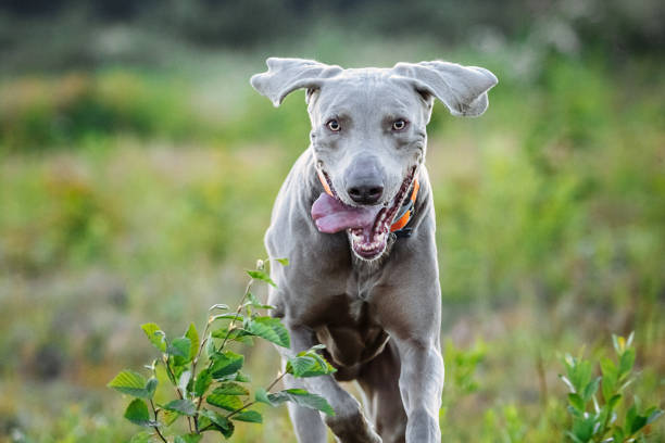 istock Cheerful Weimaraner running at camera at field 1188005269