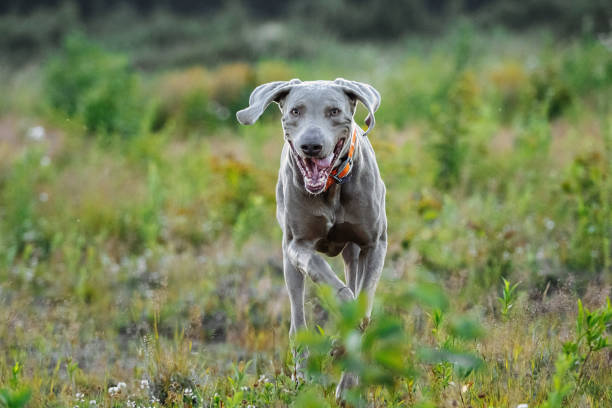istock Cheerful Weimaraner running at camera at field 1188005273