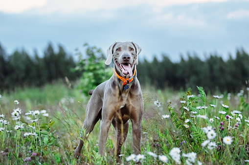 Happy funny gray Weimaraner dog in orange collar standing joyfully tongue out towards looking carefree at camera in dusk
