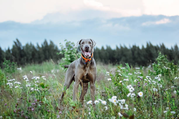 istock Cheerful Weimaraner standing on field in dusk 1188005276