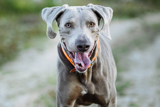 istock Cheerful Weimaraner running at camera at field 1188005277