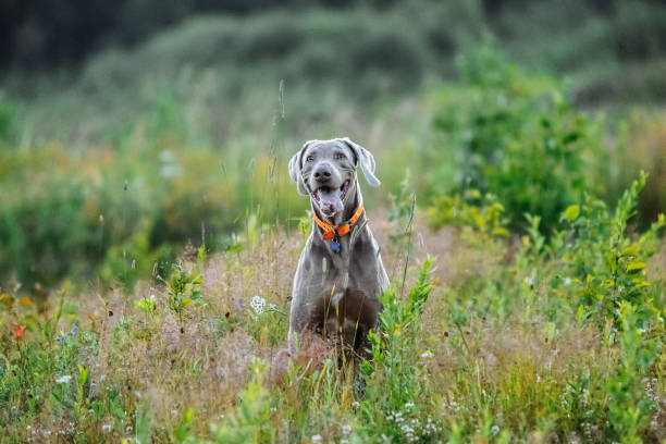 istock Cheerful Weimaraner sitting on field in dusk 1188005278