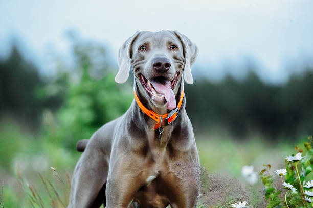 istock Cheerful Weimaraner standing on field in dusk 1188005279