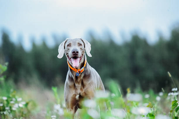 istock Cheerful Weimaraner standing on field in dusk 1188005280