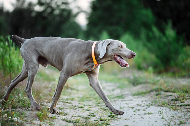 istock Cheerful Weimaraner runing at field in dusk 1188005281