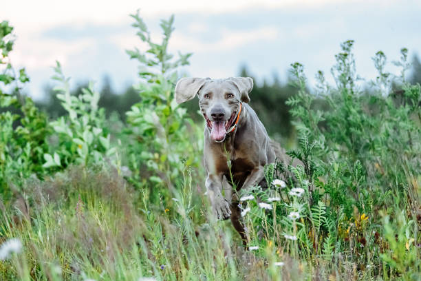 istock Cheerful Weimaraner running at camera at field 1188005282