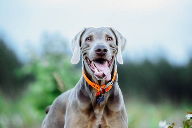 istock Cheerful Weimaraner standing on field in dusk 1188005284