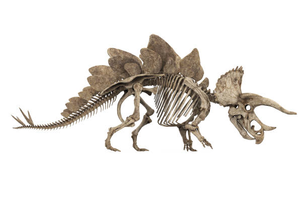 scheletro fossile di stegoceratops di dinosauro isolato - stegosauro foto e immagini stock