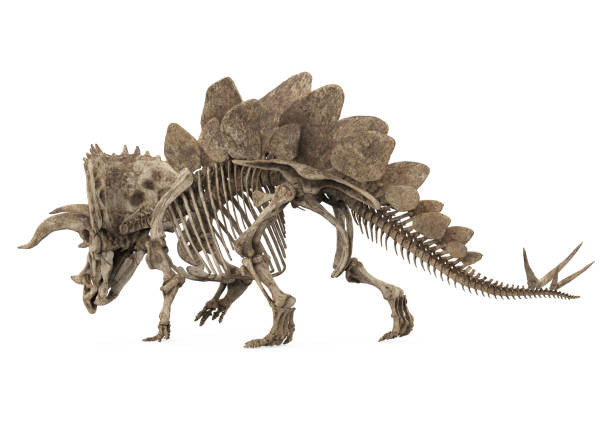 istock Fossil Skeleton of Dinosaur Stegoceratops Isolated 1188006273