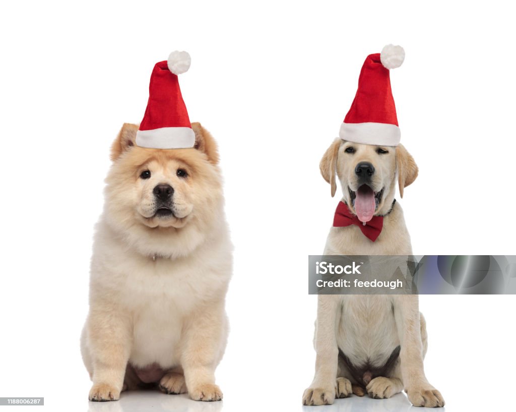 chow chow and labrador retriever puppies wearing santa hat sitting together chow chow and labrador retriever puppies wearing santa hat sitting together on white background Christmas Stock Photo