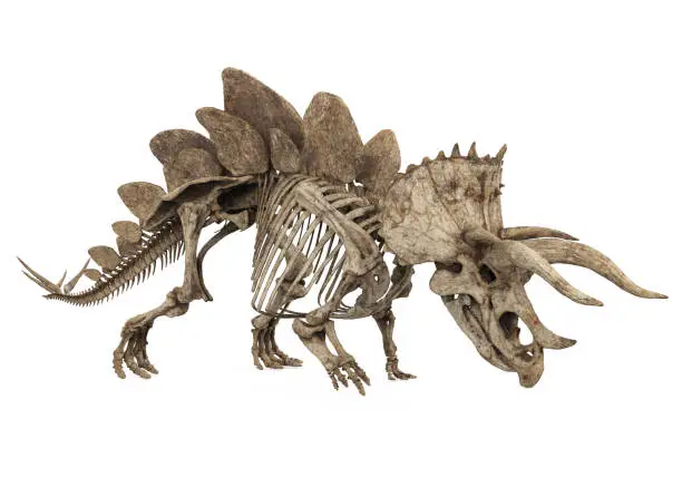 Photo of Fossil Skeleton of Dinosaur Stegoceratops Isolated