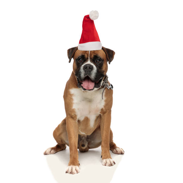 istock Adorable santa claus boxer puppy panting 1188007472