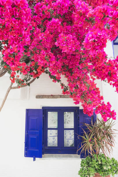 Blue wooden door in white wall. Blooming pink bougainvillea flowers. Mediterranean architecture. Egypt.