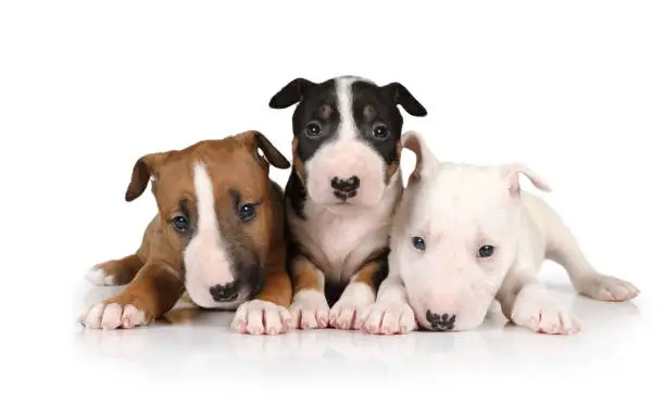 Three puppies Miniature Bull Terrier of different colors lie on a white background
