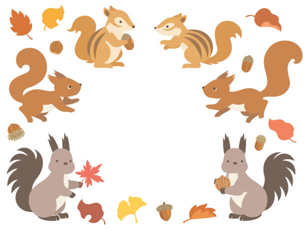 illustration satz von drei arten von eichhörnchen und herbstblätter und eicheln - streifenhörnchen stock-grafiken, -clipart, -cartoons und -symbole