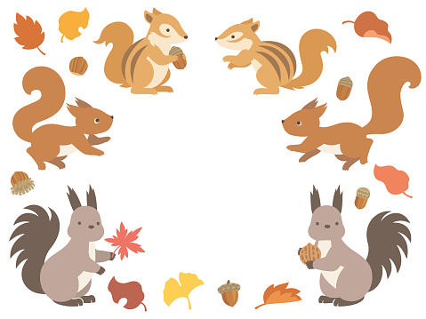 This is an illustration set of three kinds of squirrels and autumn leaves and acorns.